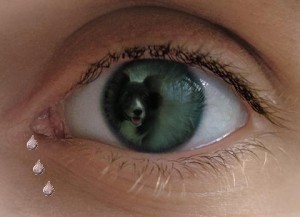 Buntzu in een oog 1